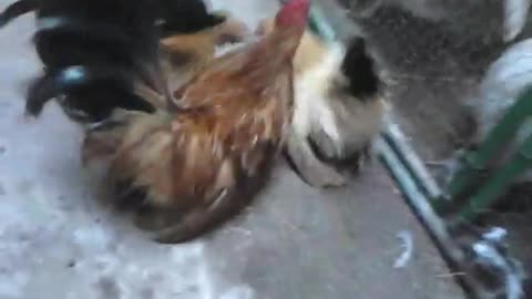 hen and rooster