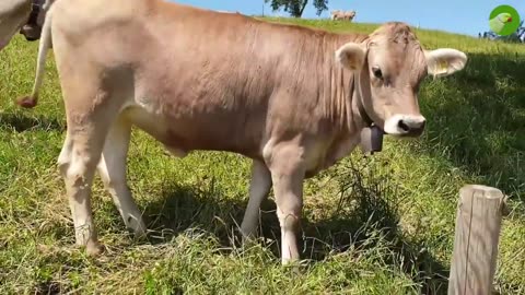 BEAUTIFUL COW VIDEO 🐮 COWS GRAZING & MOOING 🐮