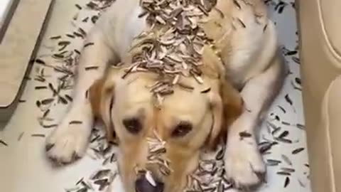 I hate you #dog #funny #funnyvideo #pets #animals