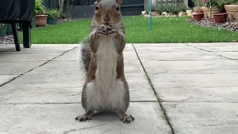 Posing Squirrel