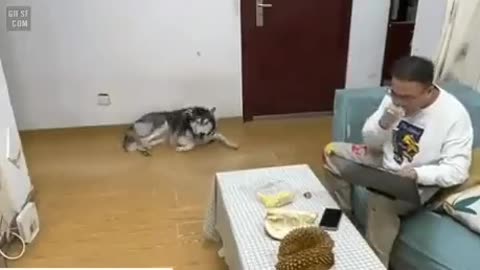 Husky dog ​​sniffing durian