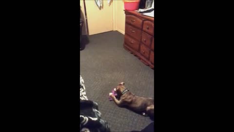 Spastic puppy loses mind when given new toy