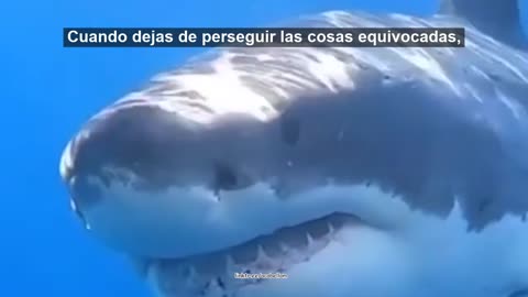 🦈 Shark coaching