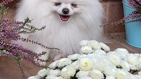 An Adorable White Dog Near White Flowers 1