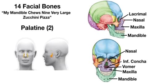 Facial Bones of the Skull Mnemonic (Anatomy Animation)