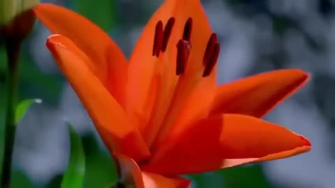 Beautiful Flower _ Nature Whatsapp Status Video ----(360P)