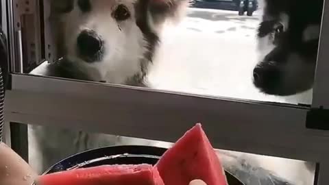 THE DOGS REALLY LIKED THE WATERMELON IT'S INCREDIBLE