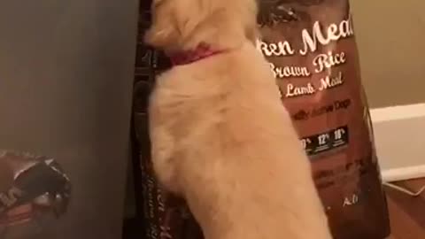 11 week old Golden Retriever Puppy Wants Food!!!