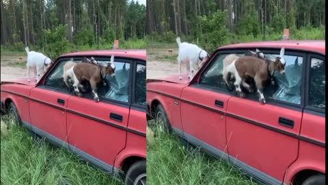 Goats testing their dancing skills on old Volvo