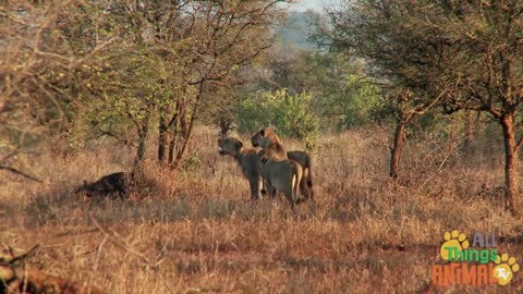 LIONS On Animal TV