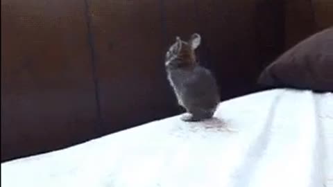 Rabbit jumping to the window can he make it