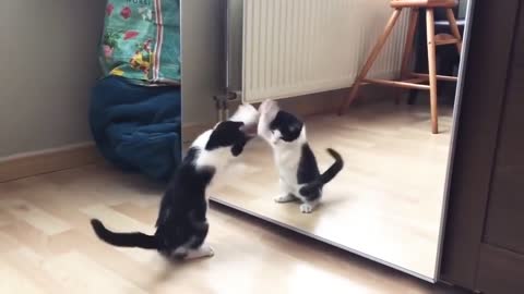 Funny cat and mirror video 😂 | New Rumble video | cute cat videos