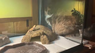 Bearded Dragon and Cat play