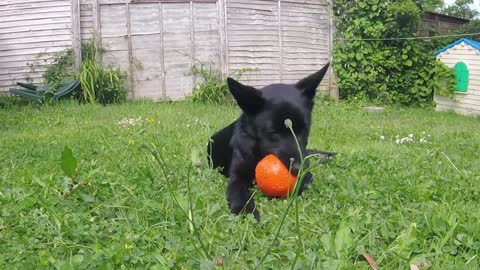 Adorable puppy can't believe his new ball squeaks