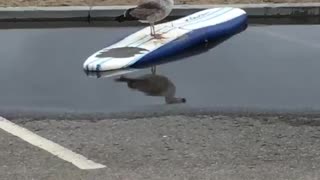 Seagull riding on a blue and white surf board