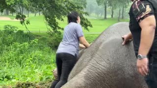Rescatan a dos elefantes tras caer en una zanja en Tailandia