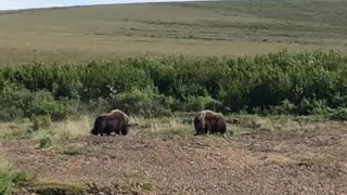 Musk Oxen Putting Their Heads Together