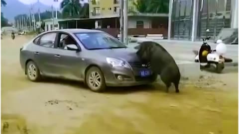 A Danger Wild boar
