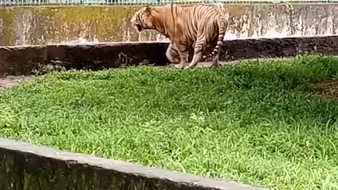Royal Bengal Tiger 🐯🐯🐯