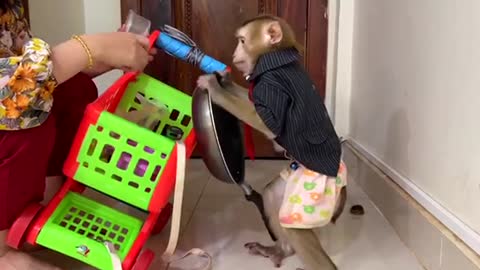 Monkey want cooking, training monkey cooking