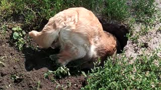 Golden Retriever dug a hole