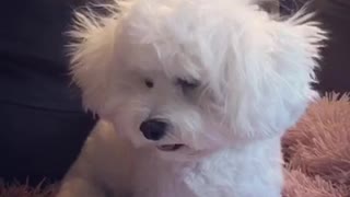 Cute puppy has bad hair day