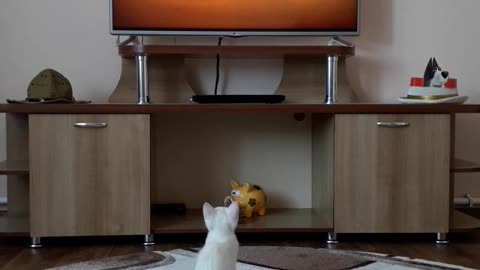 Kitten watching TV - very funny video