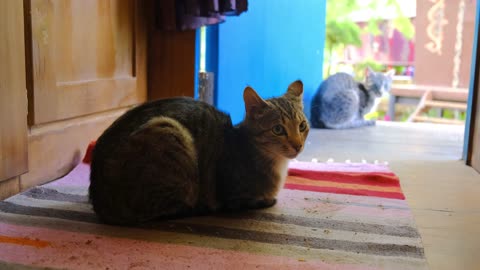 Cute cat laying on carpet and looking to the camera