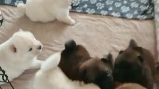 Litter of happy puppies squeal in excitement