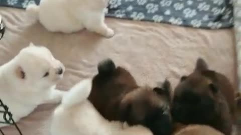 Litter of happy puppies squeal in excitement