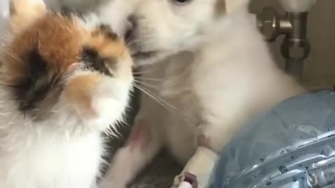 These Puppy And Kitten Growing Up Together | PAWS TUBE