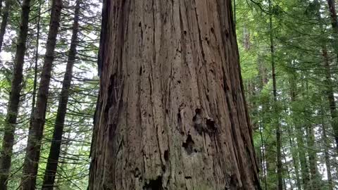 The Brotherhood Tree, Massive Redwood Tree