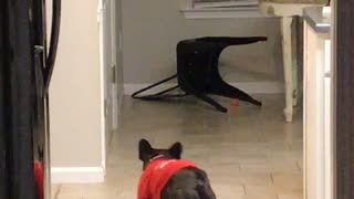 Ball Chasing Pooch Slides into Chair
