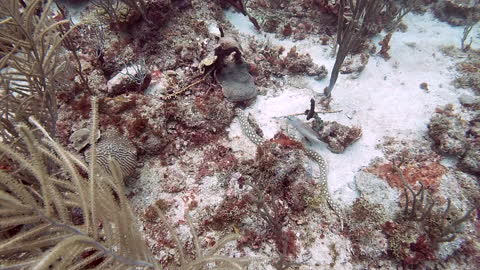 Spotted Snake Eel Hides from Diver