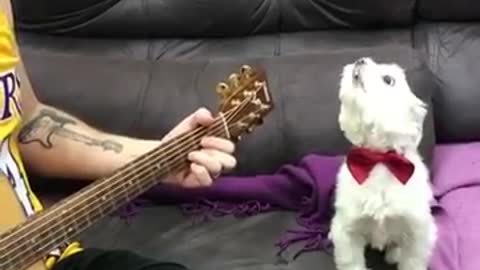 A cute dog singing with the accompaniment of his master's guitar