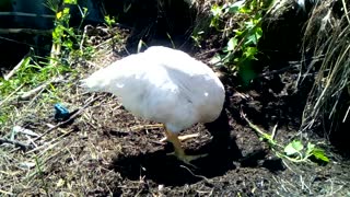 White chicken looking for a worm