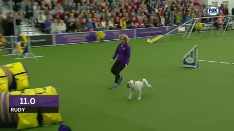 Rudy the Bulldog2019 WKC Masters Agility course