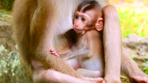 Rainbow sucking milk funny baby monkey suckling video, viral tranding fyp