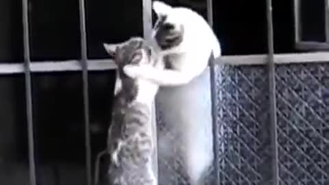 The Mother Cat Rescue Her baby Mother's Love