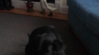 DOG MAKES EPIC CATCH