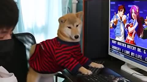 Gamer Dog 2022 | Funny dog Expression Angry Mode 😂😂