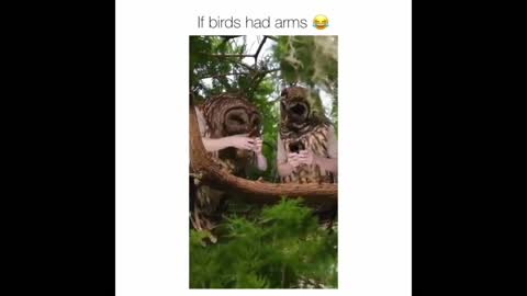 if birds has hands part 2 || rough book artist