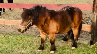 Cute dancing pony