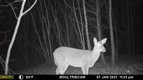 Trail Cam Video of a Doe and Raccoon