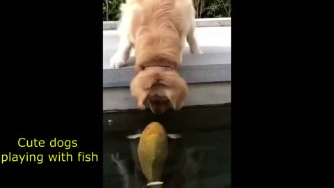 Cute dogs playing with fish.