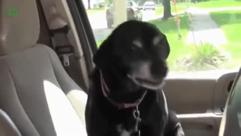 Funny Dogs Smiling