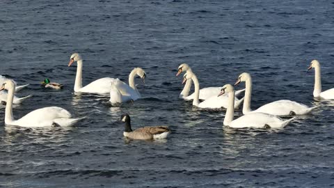 Swan Family Swimming In The Water - Young Swans - Cygnets