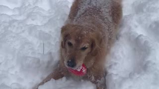 Andy the Golden retriever dog who loves the snow and playing in the snow