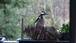 My birds in my garden