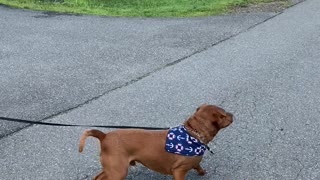 Bubbly Dog Bounces for Treats